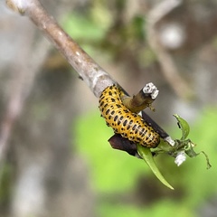 Morphosphaera caerulea