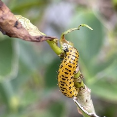 Morphosphaera caerulea