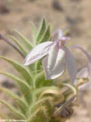 Ecbolium