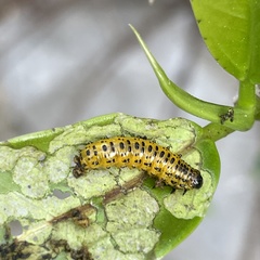 Morphosphaera caerulea