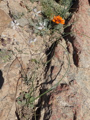 Gazania leiopoda
