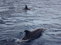 Stenella longirostris