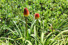 Kniphofia rooperi