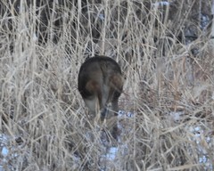 Hydropotes inermis argyropus