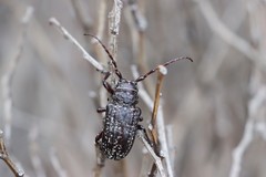 Penthea vermicularia