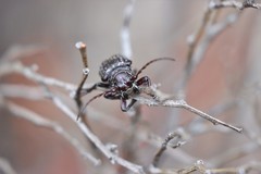 Penthea vermicularia