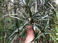 Brachychiton rupestris