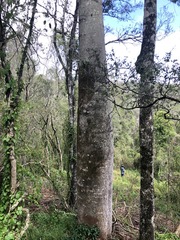 Brachychiton rupestris