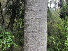 Brachychiton rupestris