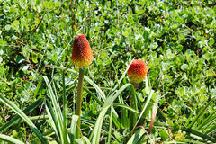 Kniphofia rooperi