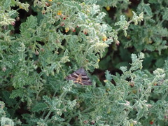 Angiospermae