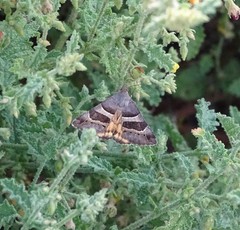 Grammodes euclidioides