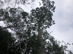 Brachychiton