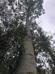 Brachychiton