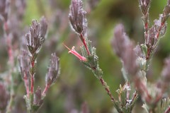 Adenanthos macropodianus