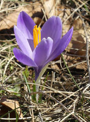 Crocus neapolitanus