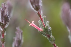 Adenanthos macropodianus