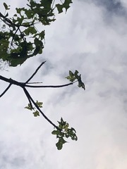 Brachychiton discolor