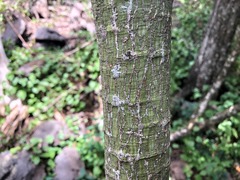 Brachychiton discolor