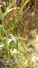 Cyperus longus tenuiflorus