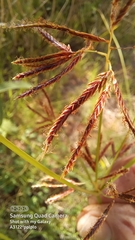 Cyperus longus tenuiflorus