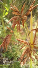 Cyperus longus tenuiflorus