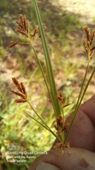Cyperus longus tenuiflorus