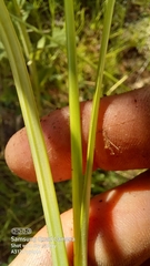 Cyperus longus tenuiflorus