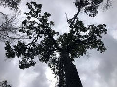 Brachychiton discolor