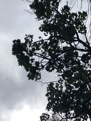 Brachychiton discolor