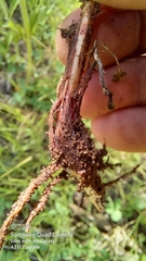 Cyperus longus tenuiflorus