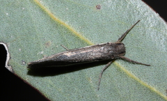Fraus pteromela