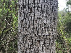 Brachychiton discolor