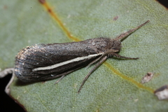 Fraus pteromela