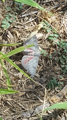 Lepidoptera
