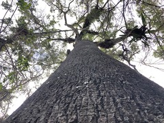 Brachychiton rupestris