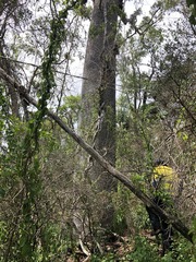 Brachychiton rupestris