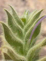 Ecbolium