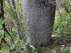 Brachychiton rupestris