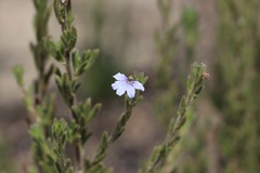 Scaevola linearis