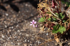 Pelargonium littorale