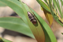 Diphucrania leucosticta