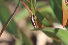 Diphucrania leucosticta