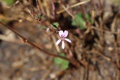 Pelargonium littorale