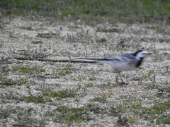 Motacilla alba