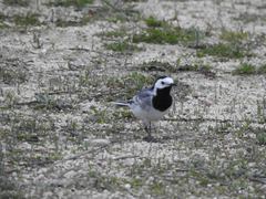 Motacilla alba