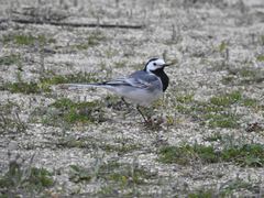 Motacilla alba