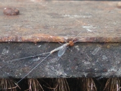 Callibaetis