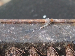 Callibaetis