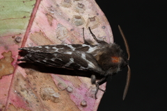 Oxycanus occidentalis